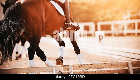 A bay shod horse with a rider in the saddle trots in a dressage competition, illuminated by sunlight. Equestrian sports. Horse riding. Stock Photo