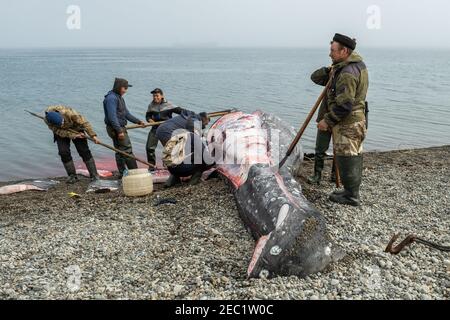 Lavrentiia, Chukotski region, Russia - August 5, 2020: The natives of Chukotka have caught a whale and are now cutting it into pieces. Stock Photo