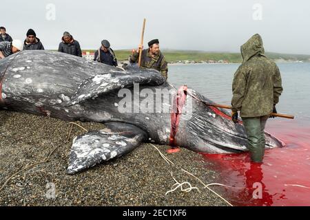 Lavrentiia, Chukotski region, Russia - August 5, 2020: The natives of Chukotka have caught a whale and are now cutting it into pieces. Stock Photo