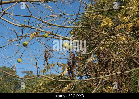 Autumnal Colours and Fruit on a Common Walnut Tree (Juglans regia) Growing in a Country Cottage Garden in Rural Devon, England, UK Stock Photo