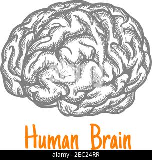 Human brain engraving stylized sketch symbol in gray colors for mind, creativity or health care theme design with caption Human Brain below Stock Vector