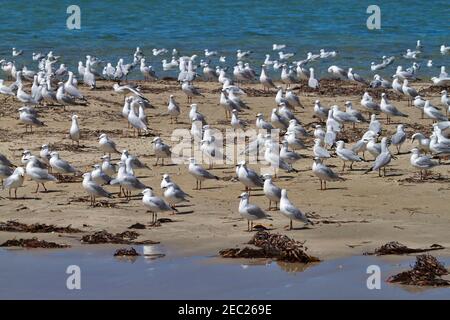 Colony of Silver Gulls (Chroicocephalus novaehollandiae) on a spit of sand at Penguin Island, Rockingham, Western Australia Stock Photo