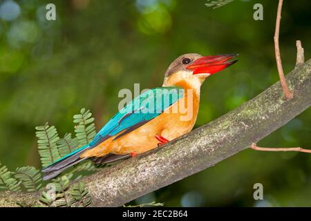 Stork-billed Kingfisher, Pelargopsis capensis (formerly Halcyon capensis) Stock Photo