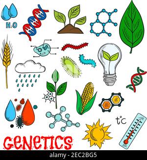 Genetic technologies in agriculture industry and science research experiments icon with colorful sketches of DNA and molecular models, corn vegetable, Stock Vector