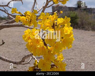 Caribbean trumpet tree, Tabebuia aurea Stock Photo