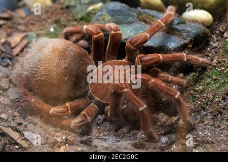 Goliath bird-eating spider, Theraphosa blondi Stock Photo