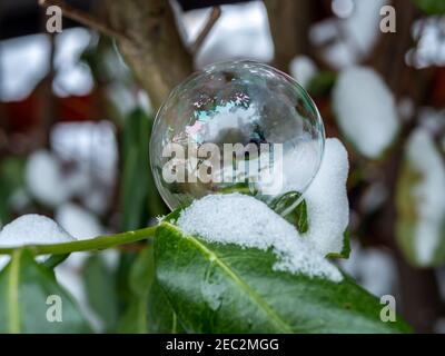 Soap bubble frozen on a green plant Stock Photo