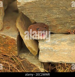 Least Weasel or Weasel Stock Photo - Alamy