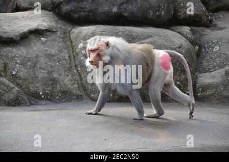 Wild Hamadryas baboon, zoo of Frankfurt (Germany) Stock Photo