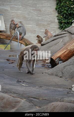 Wild Hamadryas baboon, zoo of Frankfurt (Germany) Stock Photo