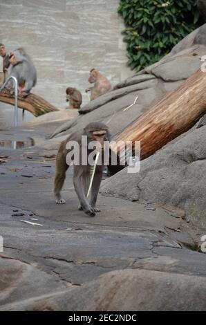 Wild Hamadryas baboon, zoo of Frankfurt (Germany) Stock Photo