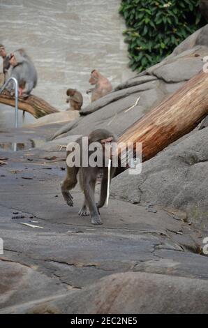 Wild Hamadryas baboon, zoo of Frankfurt (Germany) Stock Photo