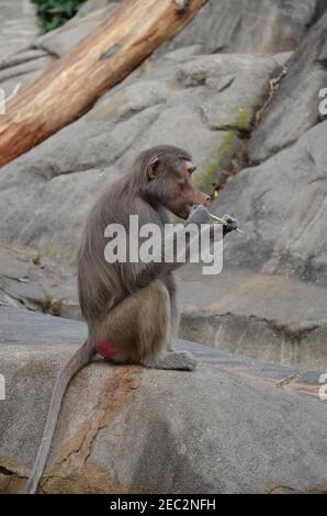 Wild Hamadryas baboon, zoo of Frankfurt (Germany) Stock Photo