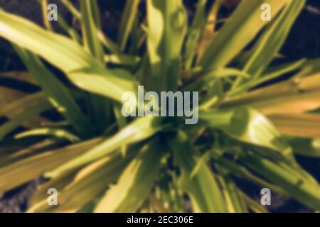 Tropical foliage plant with green and yellow leaf. Blurred greenery background photo. Exotic plant outdoor under sun. Vintage blurry card with tropica Stock Photo