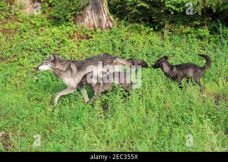Gray wolf, Canis lupus, mother with pups