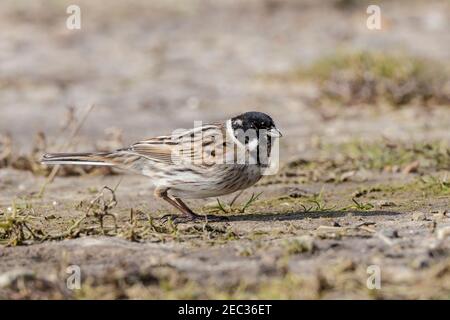 common reed bunting, Emberiza schoeniculs, adult male in winter plumage feeding on the ground, Norfolk, England, United Kingdom Stock Photo