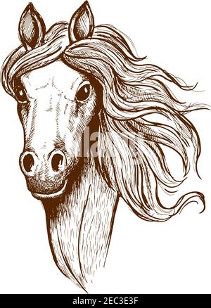 Sketch portrait of welsh cob filly with flowing mane and brown velvet coat. Great for t-shirt print or equastrian club symbol design Stock Vector