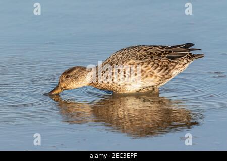 Eurasian teal, Anas crecca, adult female feeding in shallow water, Norfolk, England, United Kingdom Stock Photo