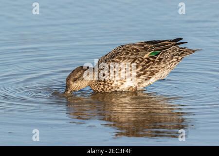 Eurasian teal, Anas crecca, adult female feeding in shallow water, Norfolk, England, United Kingdom Stock Photo