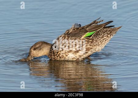 Eurasian teal, Anas crecca, adult female feeding in shallow water, Norfolk, England, United Kingdom Stock Photo