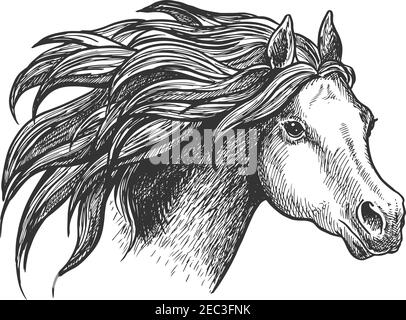 Sketch of vigorous and graceful running horse vintage engraving stylized icon of appaloosa mare with airy flowing mane. Use as horse breeding industry Stock Vector