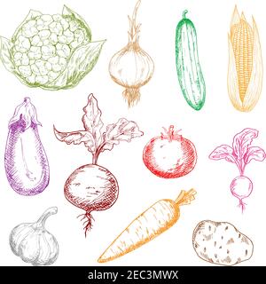 Healthy multicolored vegetables sketch icons with sweet corn and beet with leaves, ripe tomato, potato and eggplant, tangy onion, radish and garlic, j Stock Vector
