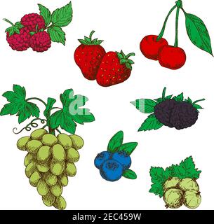 Fragrant wild strawberries, raspberries, blackberries and blueberries, green table grapes, sweet cherries, and gooseberries fruits with fresh green le Stock Vector