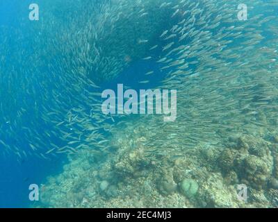 lot of small fish in the sea under water / fish colony, fishing