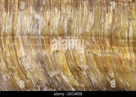 tiger eye from South Africa for background use Stock Photo