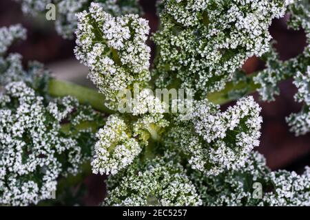 Frost and water droplets on curly kale leaves in garden. Stock Photo