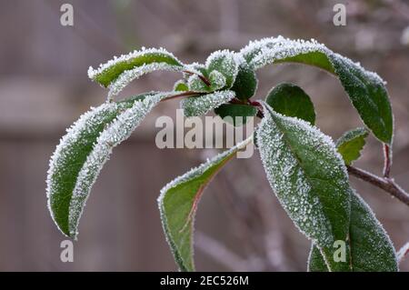 Close up of leaves of flowering quince covered by winter hoar frost. Stock Photo