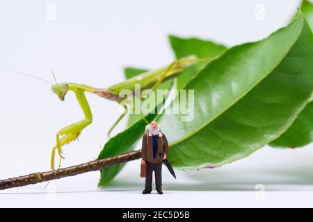 Traveler figurine and green mantis on white background. Senior traveller in tropical nature. Exotic animal scene with miniature doll. Travel in tropic Stock Photo