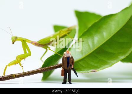 Traveler figurine and green mantis on white background. Senior traveller in tropical nature. Exotic animal scene with miniature doll. Travel in tropic Stock Photo