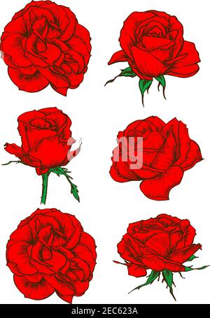 Red rose icons with blooming flowers and buds of garden tea rose isolated on white. Floral decor for invitation, greeting cards and tattoo design Stock Vector