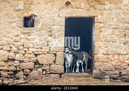 Funny and cute adult and young goats looking out of barn doors and window. Rural life on farm. Ecotourism concept. Local spanish farm, Catalonia, Spai Stock Photo