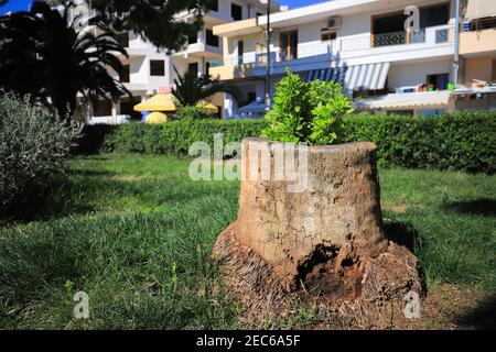 New grows tree from old tree stumps Stock Photo