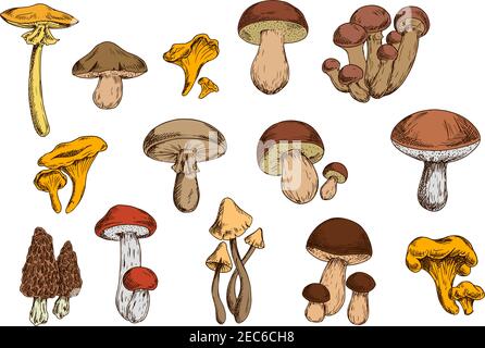 Mushrooms vector set with edible lactarius, boletus, chanterelle, morel, honey fungus and poisonous agaric, toadstool. Organic food isolated icons Stock Vector
