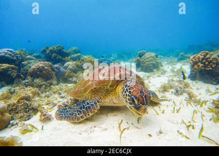 Sea tortoise eating seaweeds on sand bottom. White coral sand and coral reef. Tropical lagoon environment with sea animals. Olive green turtle in wild Stock Photo