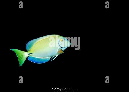 Yellow and blue Ocean Surgeonfish swimming against a black background Stock Photo