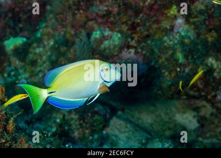 Ocean Surgeonfish swimming over a coral reef in the cCayman Islands Stock Photo