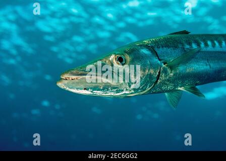 Great Atlantic Barracuda hunting in open water Stock Photo