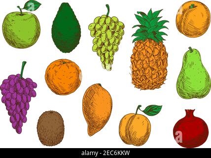 Fresh tropical and exotic fruits. Vector sketch isolated icons of apple, mango, grape, orange, avocado, apricot, pineapple, peach, pear kiwi and pomeg Stock Vector