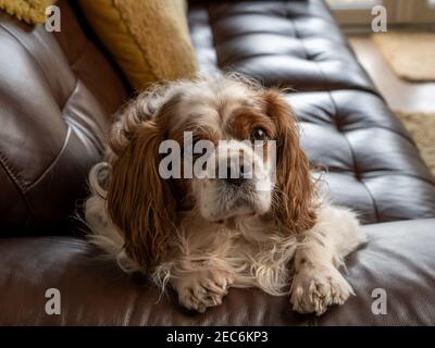A single Blenheim Cavalier King Charles Spaniel in a indoor home setting. Stock Photo