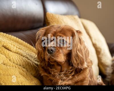 A single Blenheim Cavalier King Charles Spaniel in a indoor home setting. Stock Photo