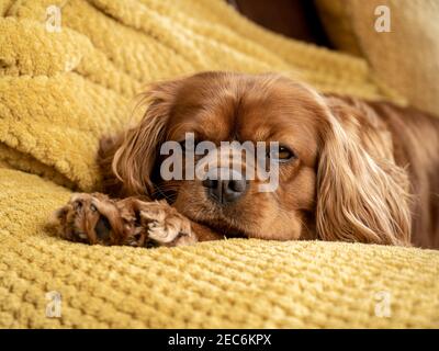 A single Blenheim Cavalier King Charles Spaniel in a indoor home setting. Stock Photo