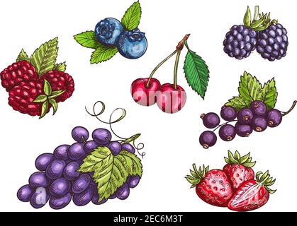 Berries set. Hand drawn color pencil sketch. Vector Strawberry, Blackberry, Blueberry, Cherry, Raspberry, Black currant, Grape berries with leaves Stock Vector
