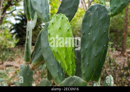 Big opuntia cactus in tropical garden. Green cactus in tropical garden. Exotic plant in natural environment. Fresh green cacti in jungle. Mexican pric Stock Photo