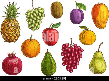 Tropical and exotic fruits set. Isolated vector sketch icons of juicy pineapple, green and red grape, pomegranate, orange, kiwi, apple, pear, guava, p Stock Vector