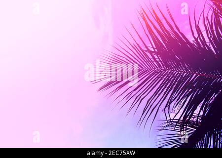 Palm tree leaves on sky background. Palm leaf over pink sky. Pink and violet toned photo. Tropical island natural backdrop. Paradise island fantastic Stock Photo