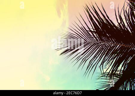 Palm tree leaves on sky background. Palm leaf over sky. Green and yellow toned photo. Tropical island sunset backdrop. Paradise island fantastic templ Stock Photo